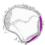 mouse atlas EMAGE spatial in situ gene expression database None