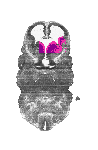mouse atlas EMAGE spatial in situ gene expression database None