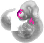 mouse atlas EMAGE spatial in situ gene expression database None