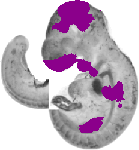 mouse atlas EMAGE spatial in situ gene expression database None