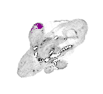 mouse atlas EMAGE spatial in situ gene expression database None