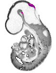 mouse atlas EMAGE spatial in situ gene expression database None