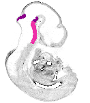 mouse atlas EMAGE spatial in situ gene expression database None