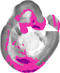 mouse atlas EMAGE spatial in situ gene expression database None