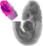 mouse atlas EMAGE spatial in situ gene expression database None