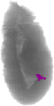 mouse atlas EMAGE spatial in situ gene expression database None