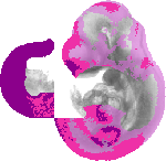 mouse atlas EMAGE spatial in situ gene expression database None
