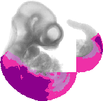 mouse atlas EMAGE spatial in situ gene expression database None