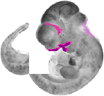 mouse atlas EMAGE spatial in situ gene expression database None
