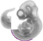 mouse atlas EMAGE spatial in situ gene expression database None