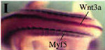 EMAGE:339