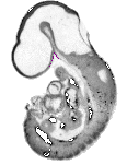 mouse atlas EMAGE spatial in situ gene expression database None