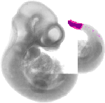 mouse atlas EMAGE spatial in situ gene expression database None