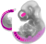 mouse atlas EMAGE spatial in situ gene expression database None