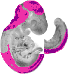 mouse atlas EMAGE spatial in situ gene expression database None