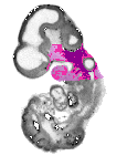mouse atlas EMAGE spatial in situ gene expression database None