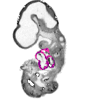 mouse atlas EMAGE spatial in situ gene expression database None