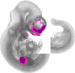 mouse atlas EMAGE spatial in situ gene expression database None