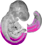 mouse atlas EMAGE spatial in situ gene expression database None