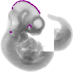 mouse atlas EMAGE spatial in situ gene expression database None