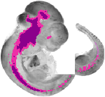mouse atlas EMAGE spatial in situ gene expression database None