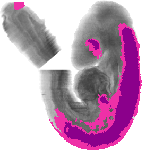 mouse atlas EMAGE spatial in situ gene expression database None