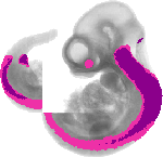 mouse atlas EMAGE spatial in situ gene expression database None