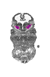 mouse atlas EMAGE spatial in situ gene expression database None