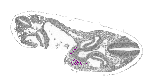 mouse atlas EMAGE spatial in situ gene expression database None