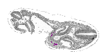 mouse atlas EMAGE spatial in situ gene expression database None