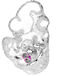 mouse atlas EMAGE spatial in situ gene expression database None