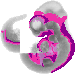 mouse atlas EMAGE spatial in situ gene expression database None