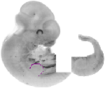 mouse atlas EMAGE spatial in situ gene expression database None