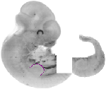 mouse atlas EMAGE spatial in situ gene expression database None