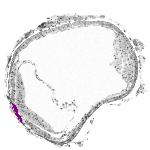 mouse atlas EMAGE spatial in situ gene expression database None