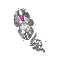 mouse atlas EMAGE spatial in situ gene expression database None