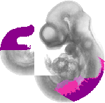 mouse atlas EMAGE spatial in situ gene expression database None