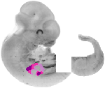 mouse atlas EMAGE spatial in situ gene expression database None