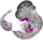mouse atlas EMAGE spatial in situ gene expression database None