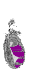mouse atlas EMAGE spatial in situ gene expression database None