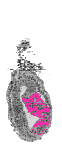 mouse atlas EMAGE spatial in situ gene expression database None