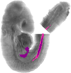 mouse atlas EMAGE spatial in situ gene expression database None