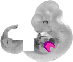 mouse atlas EMAGE spatial in situ gene expression database None