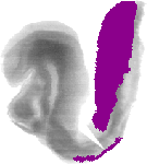 mouse atlas EMAGE spatial in situ gene expression database None