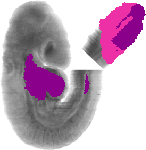 mouse atlas EMAGE spatial in situ gene expression database None