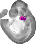 mouse atlas EMAGE spatial in situ gene expression database None