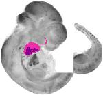 mouse atlas EMAGE spatial in situ gene expression database None