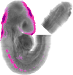 mouse atlas EMAGE spatial in situ gene expression database None