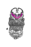 mouse atlas EMAGE spatial in situ gene expression database None