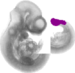 mouse atlas EMAGE spatial in situ gene expression database None